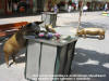 Adelaide - Bronze Pigs going through garbage at Rundle Mall